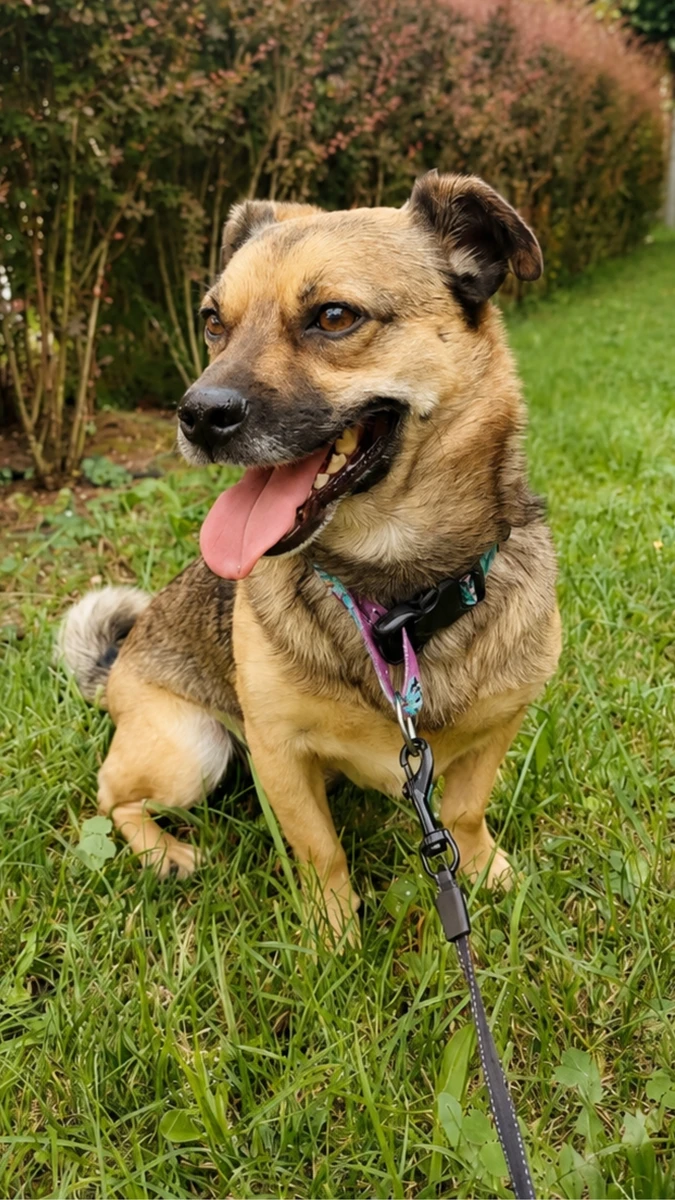 Leo — pies, dla którego powstało 4CleanPaws
